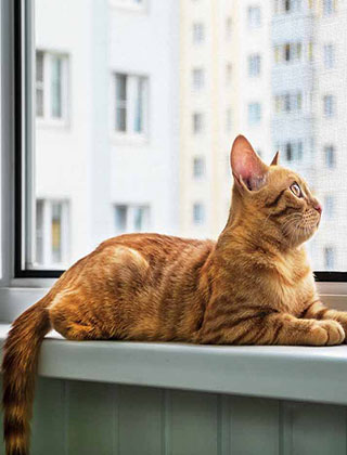 Sürme Kedi Sineklik